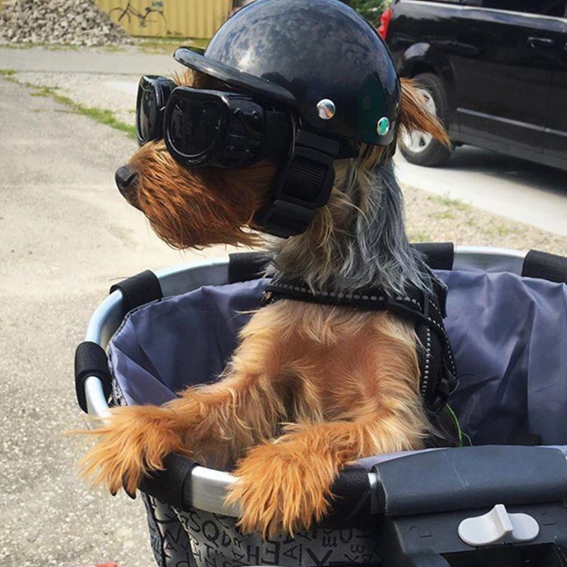 Pet Helmets Dog Cat Bicycle Mo - đánh giá và giá Commuting By Bike